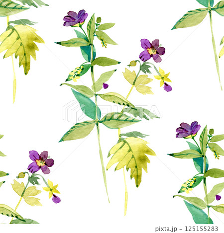 North America Wetland Wildflower Virginia Meadow Beauty Rhexia virginica Watercolor seamless pattern. Botanical illustration 125155283
