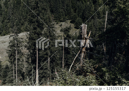 This forest valley is home to a mix of tall, dense pines and a lone fallen tree. 125155317