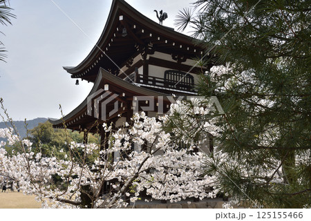 大本山勧修寺　ソメイヨシノと観音堂(京都市山科区) 125155466