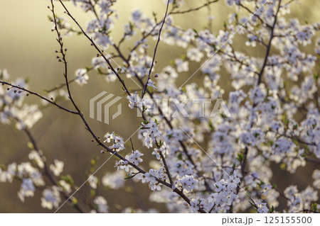 White Blossom Branches blooming in the evening light White Blossom Branches blooming in the evening light 125155500