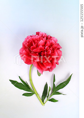Beautiful burgundy peony flower on bright sunny background,template for design and product display,natural still life for banner,floral arrangement for flyer.Spring floral card. Beautiful burgundy peony flower on bright sunny background,template for design and product display,natural still life for banner,floral arrangement for flyer.Spring floral card. 125155505