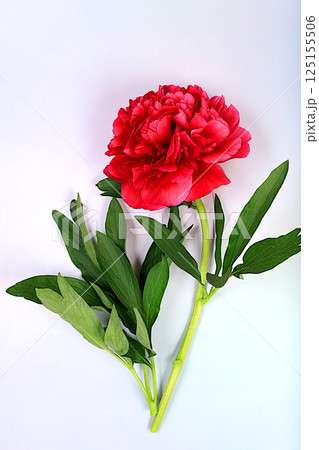 Beautiful burgundy peony flower on bright sunny background,template for design and product display,natural still life for banner,floral arrangement for flyer.Spring floral card. Beautiful burgundy peony flower on bright sunny background,template for design and product display,natural still life for banner,floral arrangement for flyer.Spring floral card. 125155506