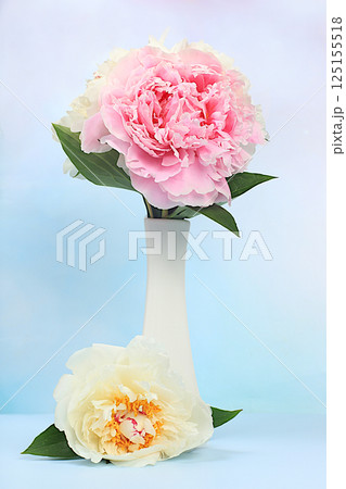 Flower arrangement of bouquet with fresh flowers peonies in vase,template for design and product display,natural still life for banner.Spring flower card with space for text Flower arrangement of bouquet with fresh flowers peonies in vase,template for design and product display,natural still life for banner.Spring flower card with space for text 125155518