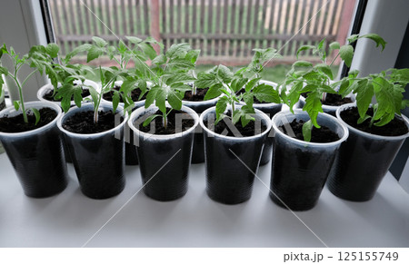 Tomato seedlings growing in plastic containers on a sunny windowsill. Fresh, organic plants symbolizing healthy eating, home gardening, and sustainable lifestyle. Tomato seedlings growing in plastic containers on a sunny windowsill. Fresh, organic plants symbolizing healthy eating, home gardening, and sustainable lifestyle. 125155749