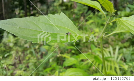 Rhagoletis pomonella perched on a plant leaf. Shot in forest. The apple maggot, also known as the railroad worm, is a species of fruit fly, and a pest of several types of fruits, especially apples. 125155765