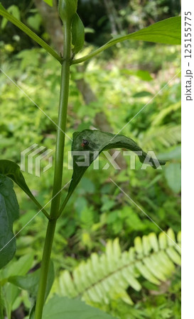 Rhagoletis pomonella perched on a plant leaf. Shot in forest. The apple maggot, also known as the railroad worm, is a species of fruit fly, and a pest of several types of fruits, especially apples. Rhagoletis pomonella perched on a plant leaf. Shot in forest. The apple maggot, also known as the railroad worm, is a species of fruit fly, and a pest of several types of fruits, especially apples. 125155775