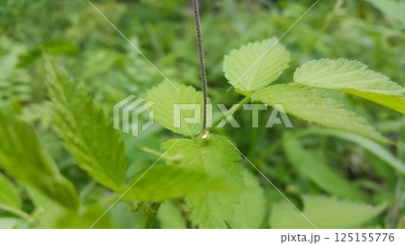 Lynx spider on fresh leaves. Shot in the forest. Striped lynx spider, Family Oxyopidae, Telamonia dimidiata, peucetia viridans, araneomorph. Lynx spider on fresh leaves. Shot in the forest. Striped lynx spider, Family Oxyopidae, Telamonia dimidiata, peucetia viridans, araneomorph. 125155776