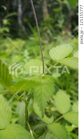 Lynx spider on fresh leaves. Shot in the forest. Striped lynx spider, Family Oxyopidae, Telamonia dimidiata, peucetia viridans, araneomorph. 125155777