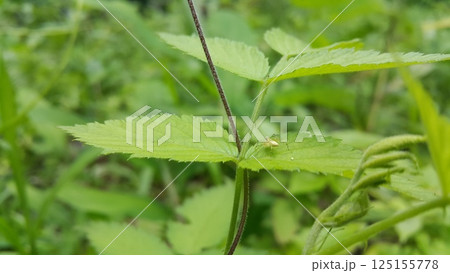Lynx spider on fresh leaves. Shot in the forest. Striped lynx spider, Family Oxyopidae, Telamonia dimidiata, peucetia viridans, araneomorph. Lynx spider on fresh leaves. Shot in the forest. Striped lynx spider, Family Oxyopidae, Telamonia dimidiata, peucetia viridans, araneomorph. 125155778