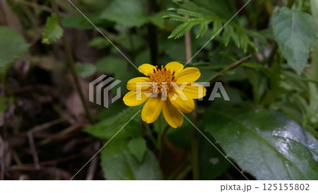 Melanthera biflora also known as sea daisy, beach daisy and sea ox-eye, is a species of flowering plant in the family Asteraceae. Wedelia biflora, melanthera, wollastonia biflora, wedelia prostrata. Melanthera biflora also known as sea daisy, beach daisy and sea ox-eye, is a species of flowering plant in the family Asteraceae. Wedelia biflora, melanthera, wollastonia biflora, wedelia prostrata. 125155802