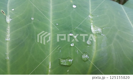 Fresh green leaf with water drop, relaxation nature concept. Shot in forest 125155820