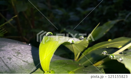 The leaf wallpaper was shot at night. Fresh green leaf with water drop, relaxation nature concept. Shot in forest. The leaf wallpaper was shot at night. Fresh green leaf with water drop, relaxation nature concept. Shot in forest. 125155823