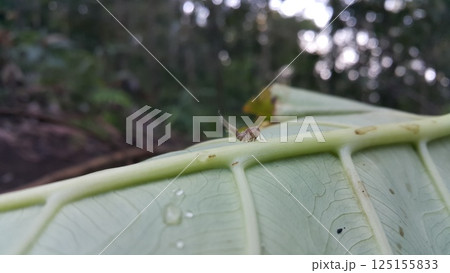 Scolypopa australis on leaf. Shot in the forest. Passionvine hopper , Nilaparvata Lugens, Hemiptera Fulgoridae, Planthopper Nymph, Fulgoromorpha. 125155833