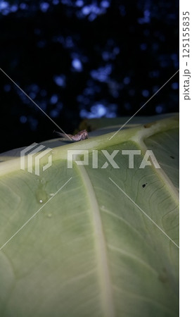 Scolypopa australis on leaf. Shot in the forest. Passionvine hopper , Nilaparvata Lugens, Hemiptera Fulgoridae, Planthopper Nymph, Fulgoromorpha. Scolypopa australis on leaf. Shot in the forest. Passionvine hopper , Nilaparvata Lugens, Hemiptera Fulgoridae, Planthopper Nymph, Fulgoromorpha. 125155835