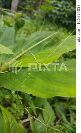 Green rounded Issid Planthopper perched on a leaf. Shot in jungle. This odd little planthopper is known from Sumatra and Java (west¢ral). Green rounded Issid Planthopper perched on a leaf. Shot in jungle. This odd little planthopper is known from Sumatra and Java (west¢ral). 125155858