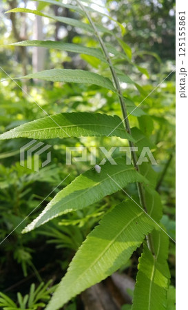 Metcalfa pruinosa, the citrus flatid planthopper, is a species of insect in the Flatidae family of planthoppers. Citrus Ormenoides venusta, flatid bugs, Flatormenis proxima. Shot in jungle. 125155861
