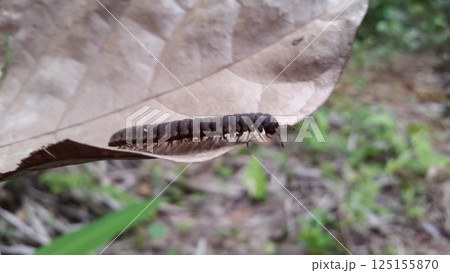Myriapoda, Centipedes, Millipedes, Diplopoda, Polydesmida, Epanerchodus, Coromus vittatus vittatus. Shot in forest. 125155870