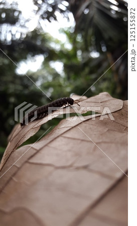 Myriapoda, Centipedes, Millipedes, Diplopoda, Polydesmida, Epanerchodus, Coromus vittatus vittatus. Shot in forest. 125155872
