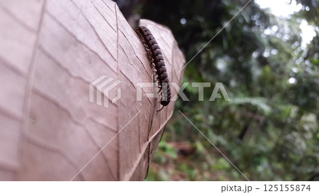 Spirostreptus giganteus, Shot in jungle. Myriapoda, Centipedes, Millipedes, Diplopoda, Polydesmida, Epanerchodus, Coromus vittatus vittatus. Spirostreptus giganteus, Shot in jungle. Myriapoda, Centipedes, Millipedes, Diplopoda, Polydesmida, Epanerchodus, Coromus vittatus vittatus. 125155874
