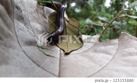The goliath millipede (Neoarchispirostreptus americana), also known as the giant American millipde. American giant millipede, Common millipede, Archispirostreptus gigas, Giant African Millipede. The goliath millipede (Neoarchispirostreptus americana), also known as the giant American millipde. American giant millipede, Common millipede, Archispirostreptus gigas, Giant African Millipede. 125155880
