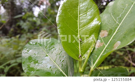 The white Shoryobatta is still small perched on green leaves. Shot in jungle. Shoryobatta, Chinese grasshopper, oriental long-headed grasshopper/locust. Insects, Orthoptera, Acrididae, Arthropoda. 125155884