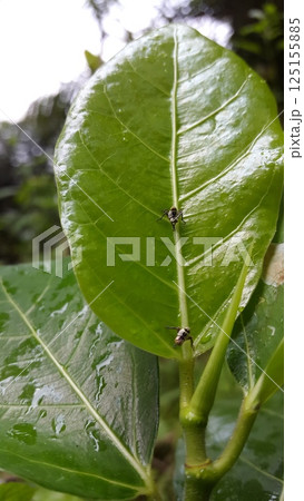 The white Shoryobatta is still small perched on green leaves. Shot in jungle. Shoryobatta, Chinese grasshopper, oriental long-headed grasshopper/locust. Insects, Orthoptera, Acrididae, Arthropoda. 125155885