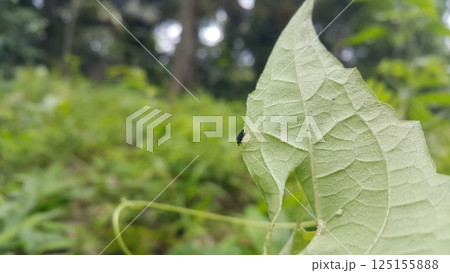 Phintella bifurcilinea perched on a leaf. Shot in forest. This spider is usually found in China, Korea, Vietnam, Japan. Phintella bifurcilinea is a type of spider belonging to the Salticidae family. 125155888