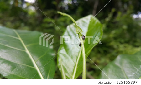 Vanduzea triguttata perched on a plant stem. Shot in the forest. Penthimia americana, Membracidae insects, Telamona reclivata, Stictocephala diceros, Publilia concava, Cyrtolobus tuberosus. Vanduzea triguttata perched on a plant stem. Shot in the forest. Penthimia americana, Membracidae insects, Telamona reclivata, Stictocephala diceros, Publilia concava, Cyrtolobus tuberosus. 125155897