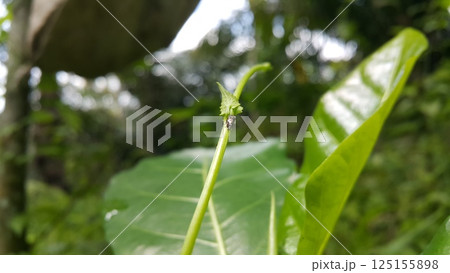 Vanduzea triguttata perched on a plant stem. Shot in the forest. Penthimia americana, Membracidae insects, Telamona reclivata, Stictocephala diceros, Publilia concava, Cyrtolobus tuberosus. 125155898