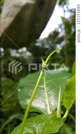 Vanduzea triguttata perched on a plant stem. Shot in the forest. Penthimia americana, Membracidae insects, Telamona reclivata, Stictocephala diceros, Publilia concava, Cyrtolobus tuberosus. Vanduzea triguttata perched on a plant stem. Shot in the forest. Penthimia americana, Membracidae insects, Telamona reclivata, Stictocephala diceros, Publilia concava, Cyrtolobus tuberosus. 125155899