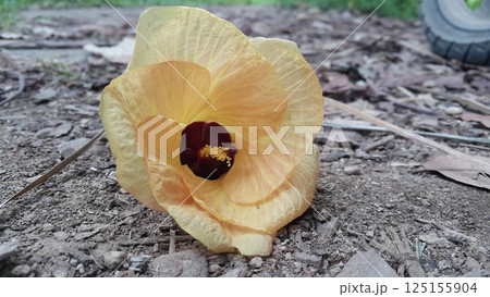 Hibiscus tiliaceus ditemukan digunung. Kembang sepatu tiliaceus, Talipariti, Malvaceae. The sea hibiscus (Hibiscus tiliaceus) is a flowering tree native to coastlines around the tropics. Hibiscus tiliaceus ditemukan digunung. Kembang sepatu tiliaceus, Talipariti, Malvaceae. The sea hibiscus (Hibiscus tiliaceus) is a flowering tree native to coastlines around the tropics. 125155904