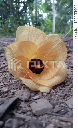 Hibiscus tiliaceus ditemukan digunung. Kembang sepatu tiliaceus, Talipariti, Malvaceae. The sea hibiscus (Hibiscus tiliaceus) is a flowering tree native to coastlines around the tropics. 125155906