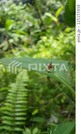 Dictyophara perches on green plants. Shot in the forest. Dictyopharidae, Planthopper Nymph, red treehopper nymph, Pandanus planthopper, Flatidae, Dictyophara nakanonis. 125155916
