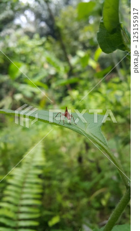 Dictyophara perches on green plants. Shot in the forest. Dictyopharidae, Planthopper Nymph, red treehopper nymph, Pandanus planthopper, Flatidae, Dictyophara nakanonis. 125155917