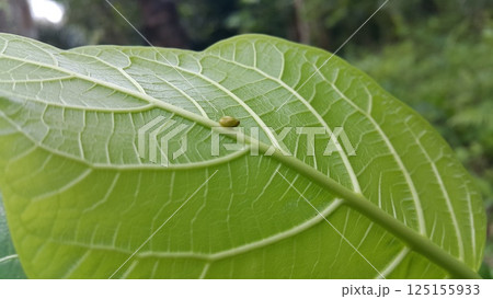 Green Rounded Planthopper perches on a textured plant leaf. Shot in jungle. This odd little planthopper is known from Sumatra and Java (west&central). 125155933