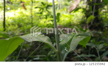 Jumping spiders were targeted in the forest. Jumping spiders of the Family Salticidae. Elegant Golden Jumper, Chrysilla volupe, jumping spider, Genus Sidusa. Jumping spiders were targeted in the forest. Jumping spiders of the Family Salticidae. Elegant Golden Jumper, Chrysilla volupe, jumping spider, Genus Sidusa. 125155942