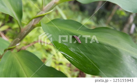 Caterpillar on green leaf. Shot in jungle. Recurvaria nanella oder leucatella. 125155943