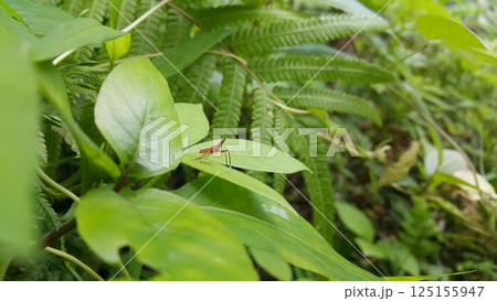Dictyopharidae, Planthopper Nymph, red treehopper nymph, Pandanus planthopper, Flatidae, Dictyophara nakanonis. 125155947