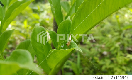 Thyene inflata on green plant leaves. The two-striped jumper, or Telamonia dimidiata, is a jumping spider found in various Asian tropical rain forests, in foliage in wooded environments. mopsus mormon Thyene inflata on green plant leaves. The two-striped jumper, or Telamonia dimidiata, is a jumping spider found in various Asian tropical rain forests, in foliage in wooded environments. mopsus mormon 125155948