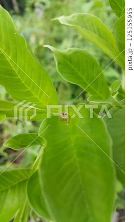 Thyene inflata on green plant leaves. The two-striped jumper, or Telamonia dimidiata, is a jumping spider found in various Asian tropical rain forests, in foliage in wooded environments. mopsus mormon Thyene inflata on green plant leaves. The two-striped jumper, or Telamonia dimidiata, is a jumping spider found in various Asian tropical rain forests, in foliage in wooded environments. mopsus mormon 125155955