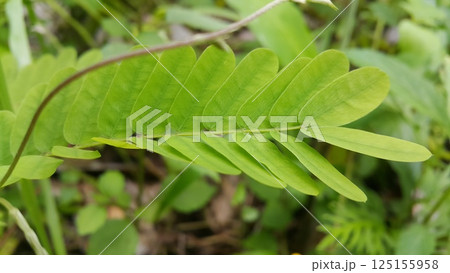 phyllanthus urinaria plant, Leucaena hoja, Guangdong abrus, Abrus cantoniensis, Phyllanthus niruri, Saga creeper, Bhumi Amla. 125155958