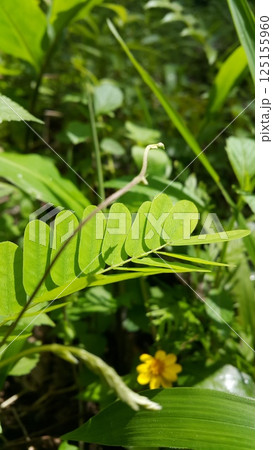 phyllanthus urinaria plant, Leucaena hoja, Guangdong abrus, Abrus cantoniensis, Phyllanthus niruri, Saga creeper, Bhumi Amla. phyllanthus urinaria plant, Leucaena hoja, Guangdong abrus, Abrus cantoniensis, Phyllanthus niruri, Saga creeper, Bhumi Amla. 125155960