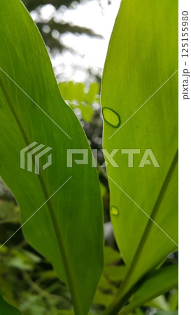Leaf background with dew water drops. Shot in jungle. Nature. Leaf background with dew water drops. Shot in jungle. Nature. 125155980