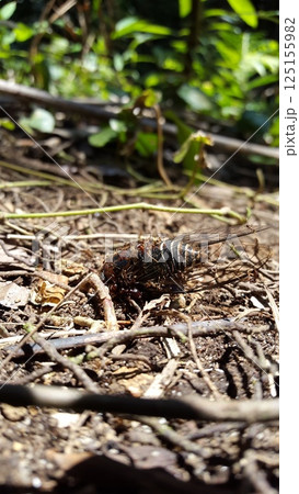 Insect T auletes, neotibicen tibicen, megatibicen auletes, dog day cicadas, cicadas, cicadae, giant cicada. Insect T auletes, neotibicen tibicen, megatibicen auletes, dog day cicadas, cicadas, cicadae, giant cicada. 125155982