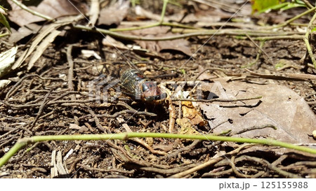 Insect T auletes, neotibicen tibicen, megatibicen auletes, dog day cicadas, cicadas, cicadae, giant cicada. Insect T auletes, neotibicen tibicen, megatibicen auletes, dog day cicadas, cicadas, cicadae, giant cicada. 125155988