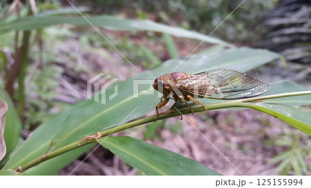 It is found in the eastern United States and portions of southeastern Canada. Insect T auletes, neotibicen tibicen, megatibicen auletes, dog day cicadas, cicadas, cicadae, giant cicada. 125155994