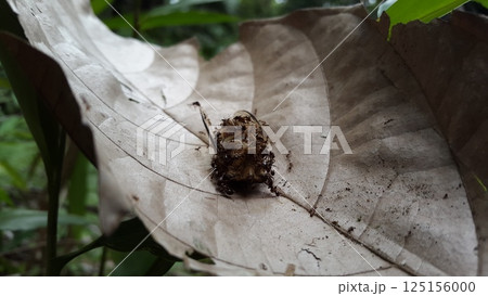 Neotibicen tibicen is surrounded by ants. Shot in jungle. Insect T auletes, neotibicen tibicen, megatibicen auletes, dog day cicadas, cicadas, cicadae, giant cicada. Neotibicen tibicen is surrounded by ants. Shot in jungle. Insect T auletes, neotibicen tibicen, megatibicen auletes, dog day cicadas, cicadas, cicadae, giant cicada. 125156000