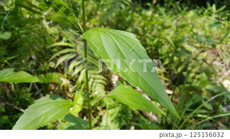 Fresh leaves wallpaper. Shot in forest. Textured leaf background 125156032