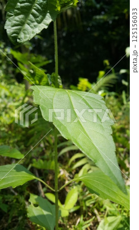Fresh leaves wallpaper. Shot in forest. Textured leaf background 125156033