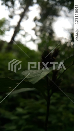 Lepidagathis plant leaves background. Shot in the forest. Fresh leaves wallpaper. Lepidagathis is a genus of flowering plants in the family Acanthaceae 125156042